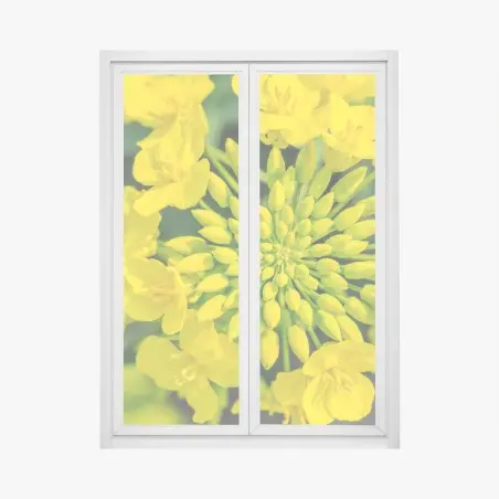 Pegatina para ventana detalle floral de colza amarilla – Pixers®