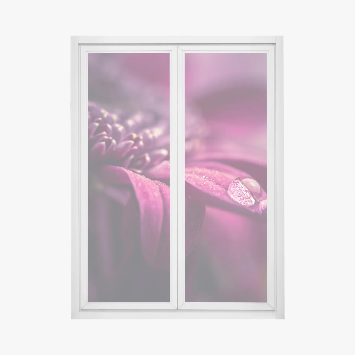 Pegatina para ventana pétalo púrpura con gota de rocío – Pixers® Pegatina para ventana pétalo púrpura con gota de rocío – Pixers®