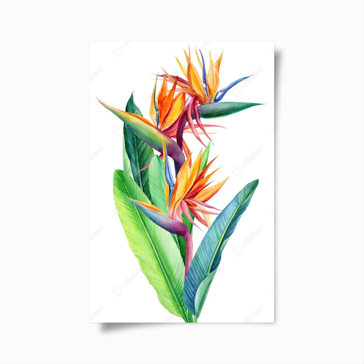 Póster ilustración botánica de ave del paraíso en acuarela – Pixers® Póster ilustración botánica de ave del paraíso en acuarela – Pixers®