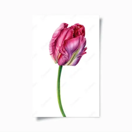 Póster tulipán rosa en acuarela minimalista – Pixers®