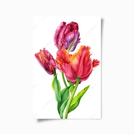 Póster tulipanes rojos vibrantes sobre fondo blanco – Pixers®