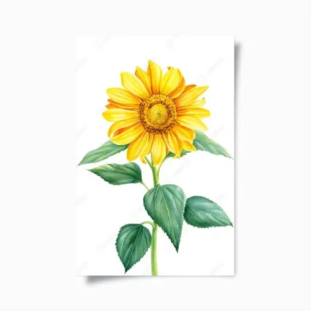 Póster girasol amarillo en acuarela – Pixers®