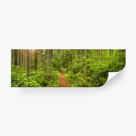 Fotomural sendero boscoso entre árboles verdes – Pixers®