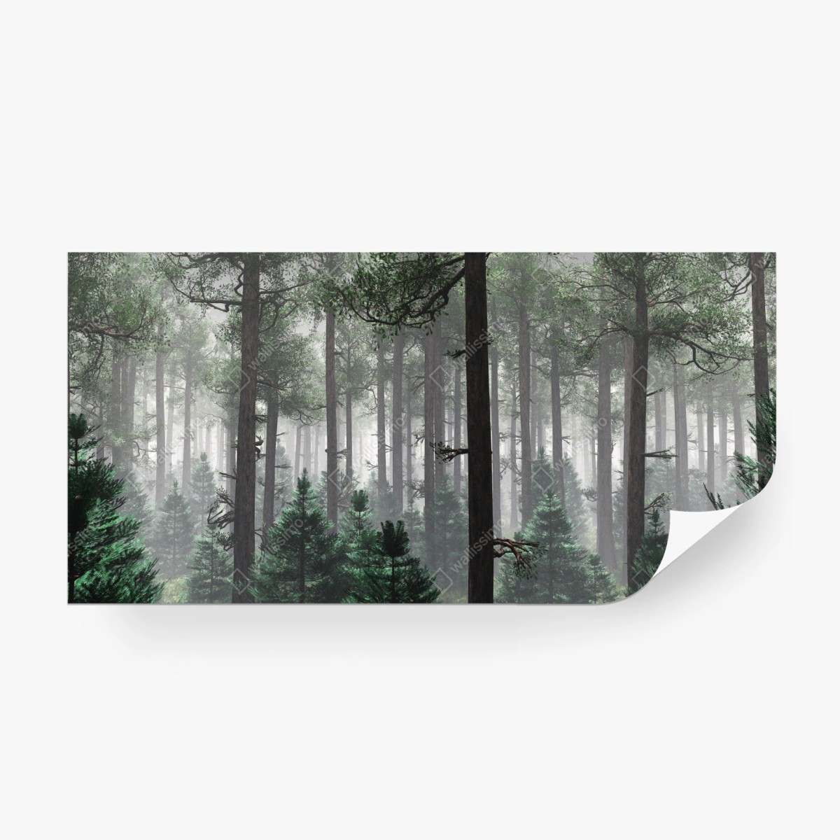 Fotomural bosque brumoso de pinos en calma – Pixers®