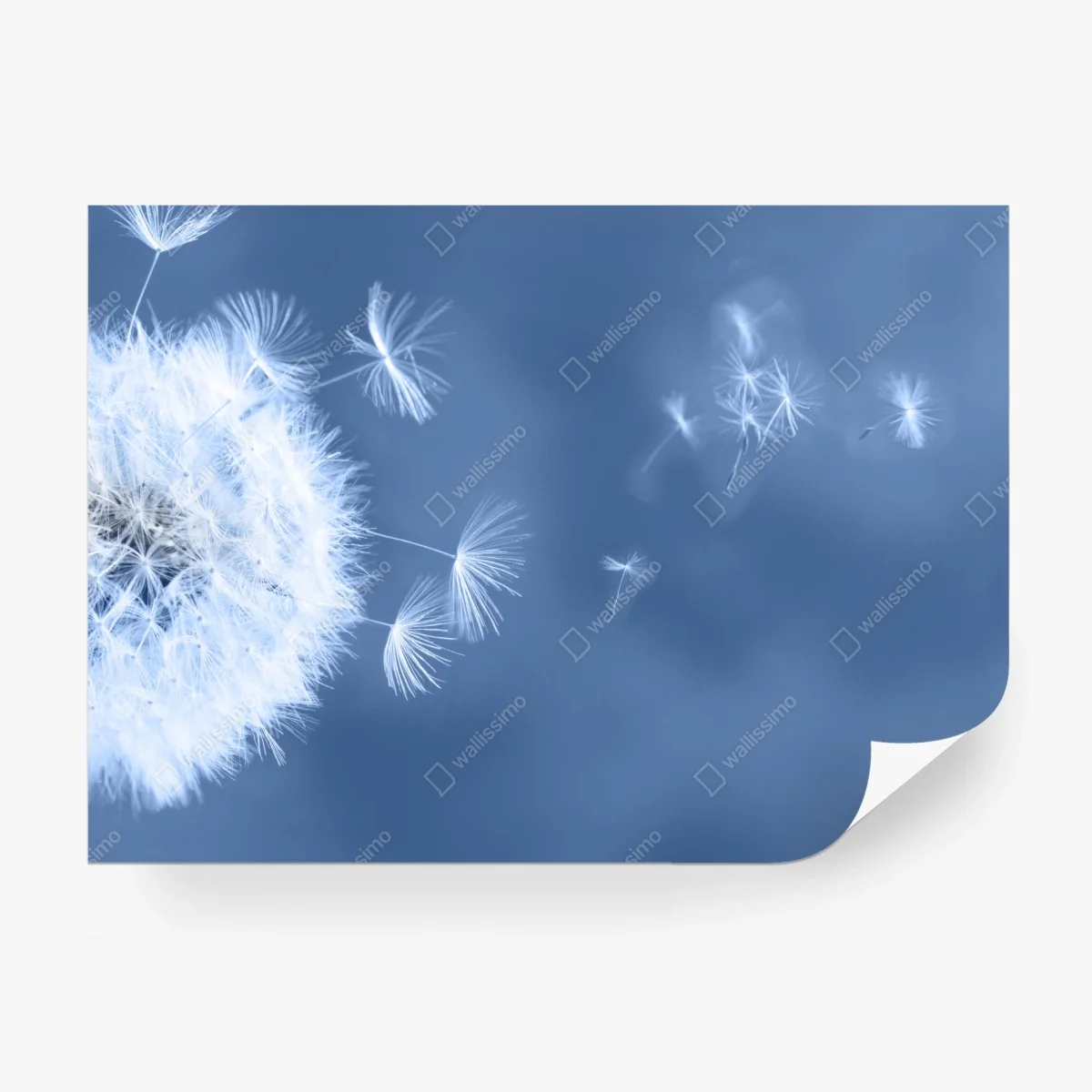 Fotomural susurro de diente de león en azul – Pixers® Fotomural susurro de diente de león en azul – Pixers®