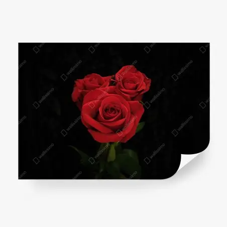Fotomural rosas rojas sobre fondo negro – Pixers®