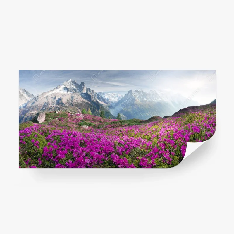 Fotomural pradera alpina en flor junto a Mont Blanc