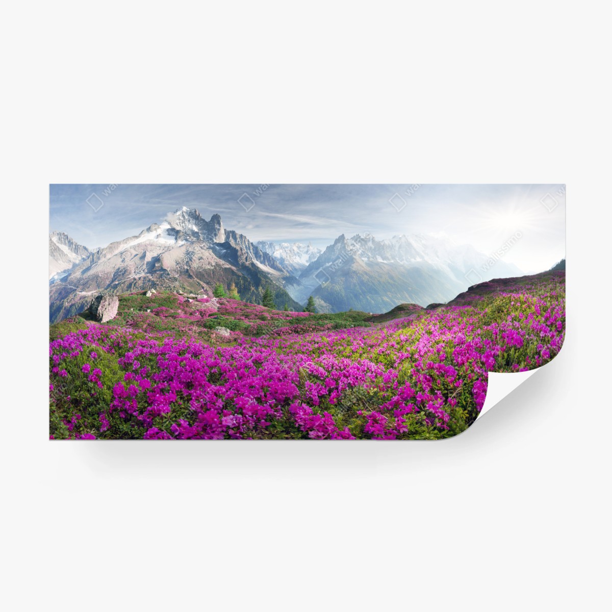 Fotomural pradera alpina en flor junto a Mont Blanc – Pixers®