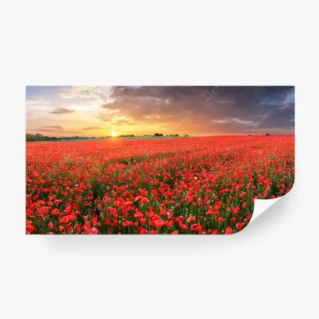 Fotomural atardecer sobre campo de amapolas – Pixers®