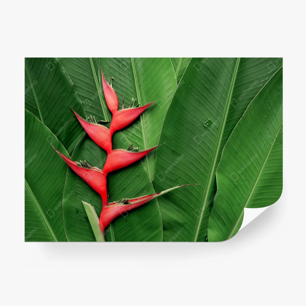 Fotomural heliconia roja sobre hojas tropicales – Pixers® Fotomural heliconia roja sobre hojas tropicales – Pixers®