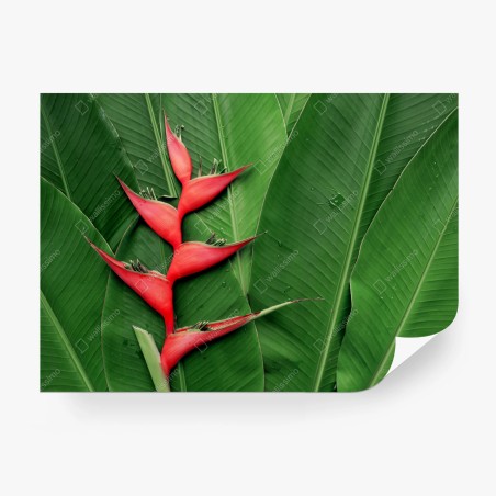 Fotomural heliconia roja sobre hojas tropicales – Pixers®