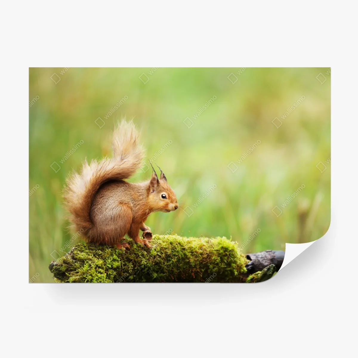 Fotomural ardilla roja en tronco musgoso – Pixers® Fotomural ardilla roja en tronco musgoso – Pixers®