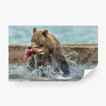 Fotomural oso pardo capturando salmón en plena acción – Pixers®