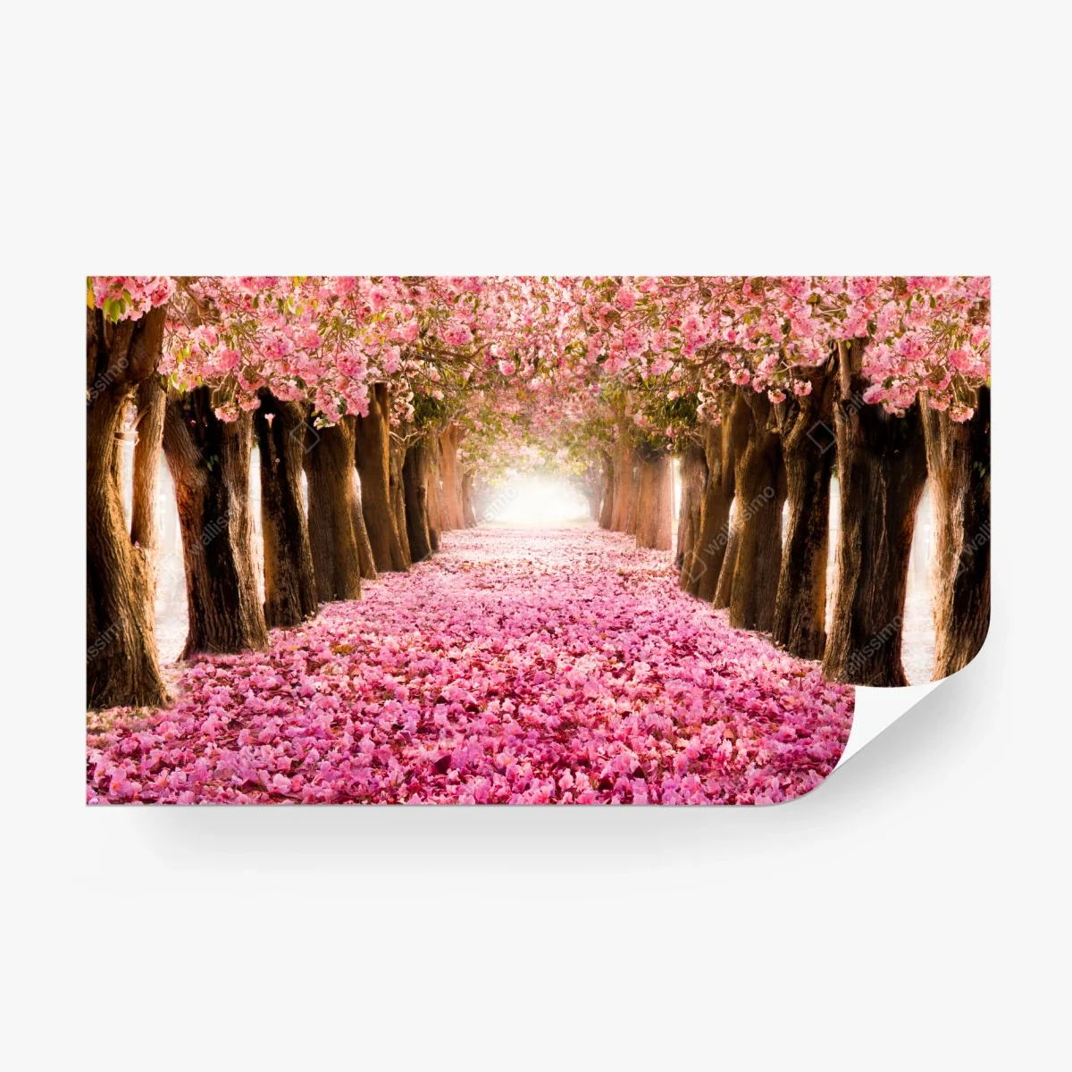 Fotomural túnel de cerezos en flor – Pixers®