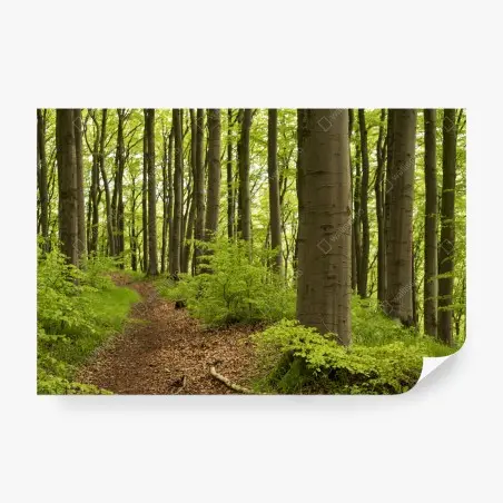 Fotomural sendero en el bosque de hayas – Pixers®