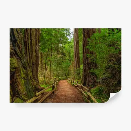 Fotomural sendero entre secuoyas milenarias – Pixers®