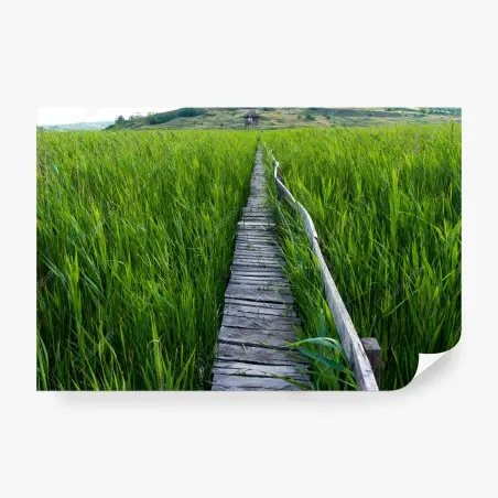 Fotomural sendero de madera entre juncos hacia la cabaña – Pixers®