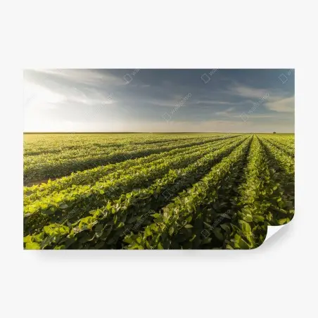 Fotomural campo de soja al atardecer – Pixers®