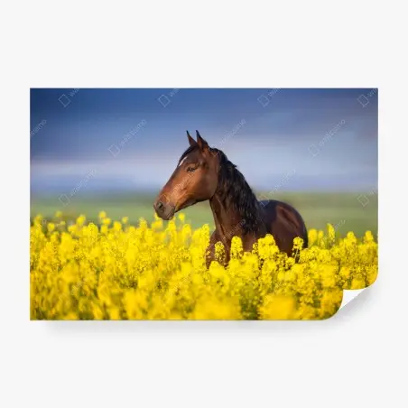 Fotomural caballo castaño en campo de colza – Pixers®