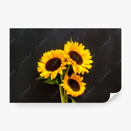 Fotomural girasoles sobre fondo negro – Pixers®
