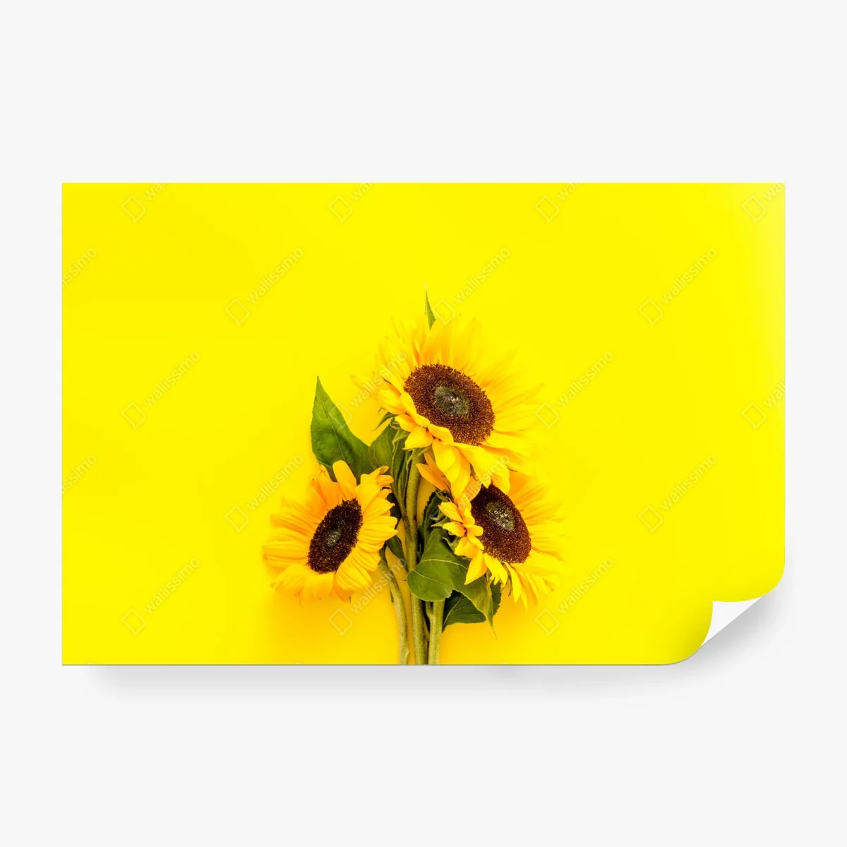 Fotomural girasoles sobre fondo amarillo vibrante – Pixers®