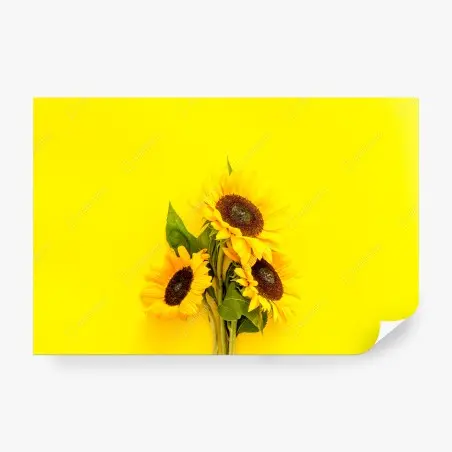 Fotomural girasoles sobre fondo amarillo vibrante – Pixers®