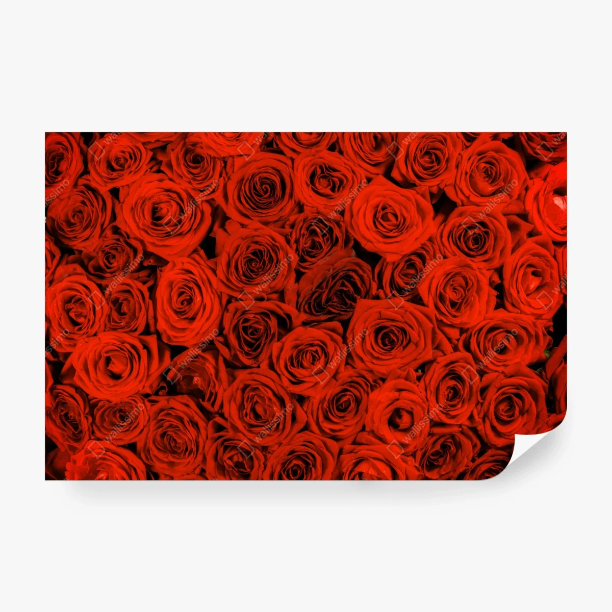 Fotomural rosas rojas en abundancia – Pixers®