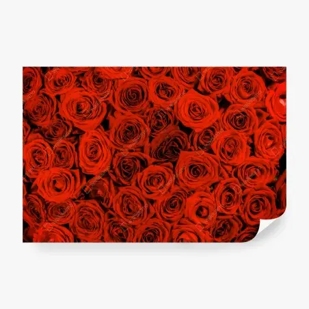 Fotomural rosas rojas en abundancia – Pixers®