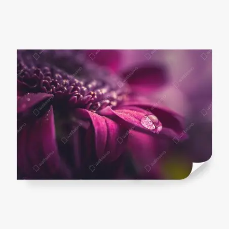 Fotomural pétalo púrpura con gota de rocío – Pixers®