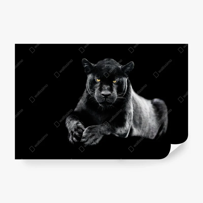 Fotomural mirada intensa de la pantera negra