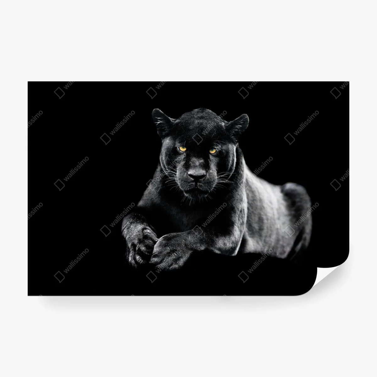 Fotomural mirada intensa de la pantera negra – Pixers® Fotomural mirada intensa de la pantera negra – Pixers®