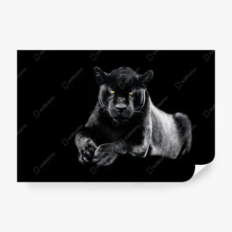 Fotomural mirada intensa de la pantera negra – Pixers®