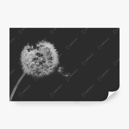 Fotomural susurro de diente de león en blanco y negro – Pixers®