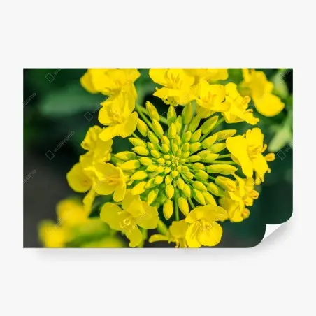 Fotomural detalle floral de colza amarilla – Pixers®