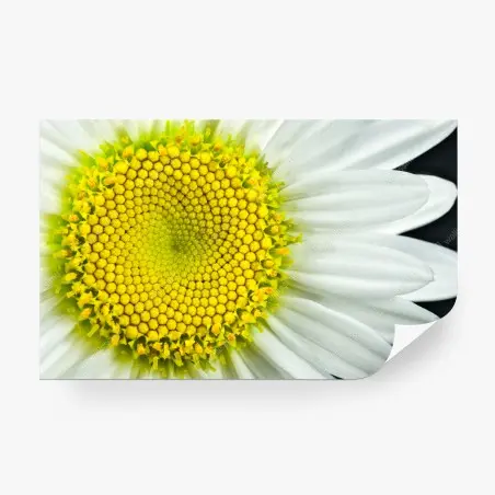 Fotomural margarita en primer plano con patrón Fibonacci – Pixers®