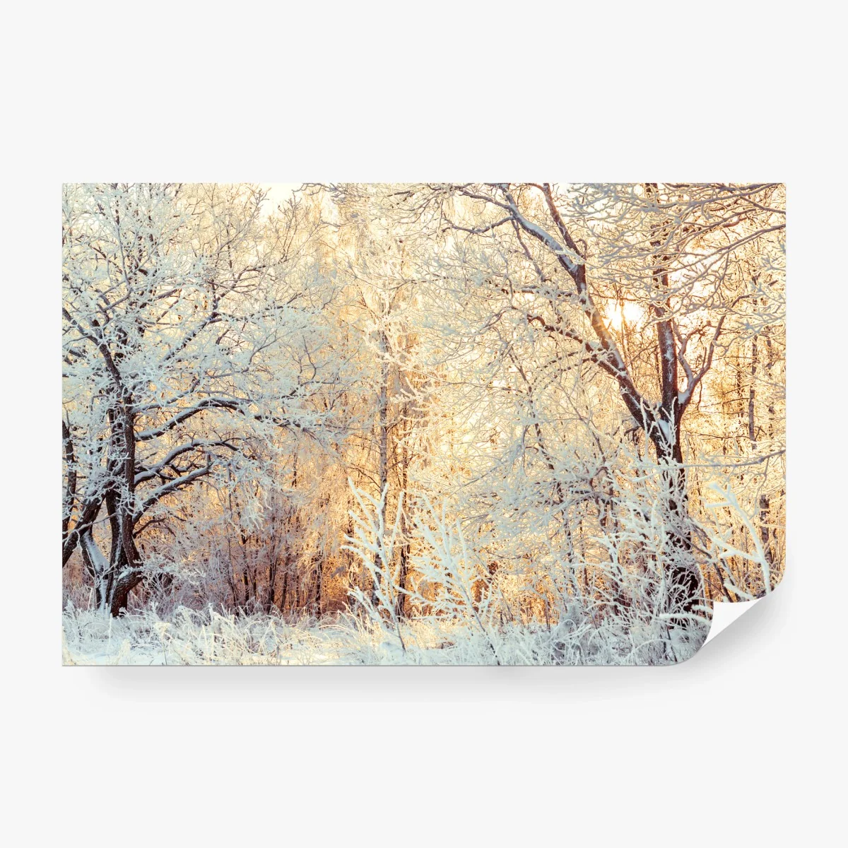 Fotomural bosque invernal al atardecer – Pixers®