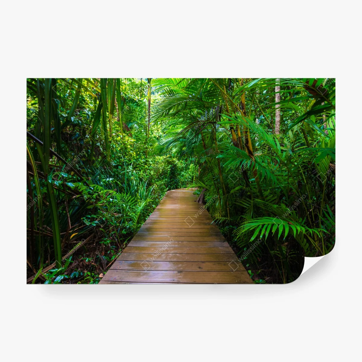 Fotomural pasarela en manglar: paseo entre verdes – Pixers®