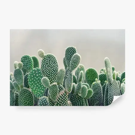 Fotomural cactus opuntia en primer plano para decoración – Pixers®