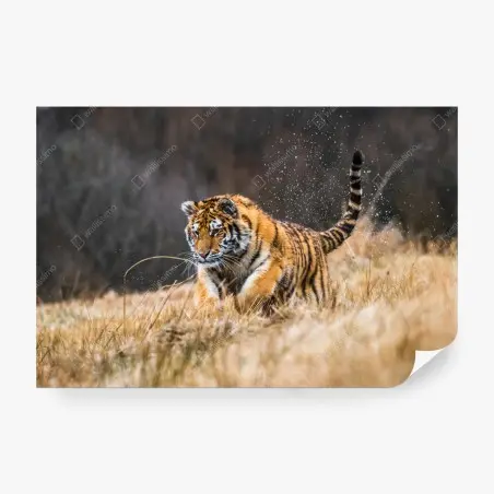 Fotomural tigre siberiano en la pradera: fuerza en movimiento – Pixers®