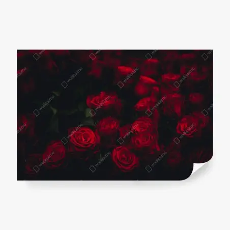 Fotomural ramillete de rosas rojas en penumbra – Pixers®
