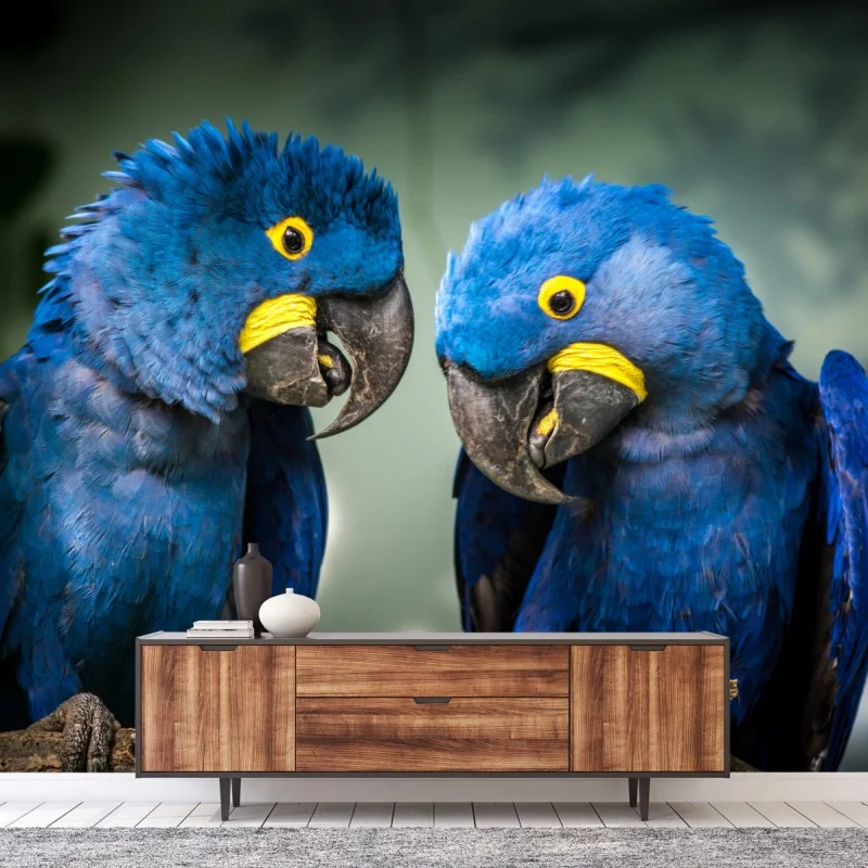 Fotomural pareja de guacamayos jacintos en rama