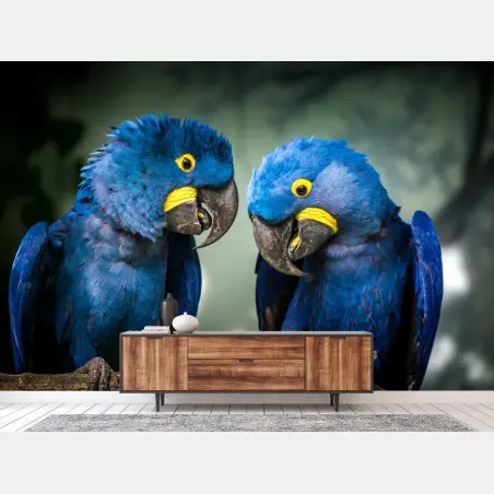 Fotomural pareja de guacamayos jacintos en rama – Pixers®