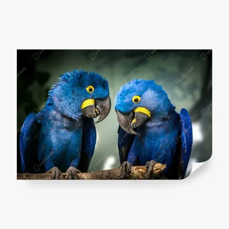 Fotomural pareja de guacamayos jacintos en rama – Pixers®