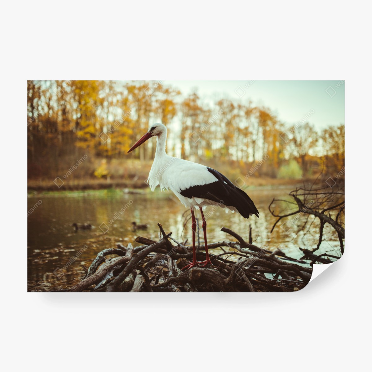 Fotomural cigüeña en el lago otoñal – Pixers®