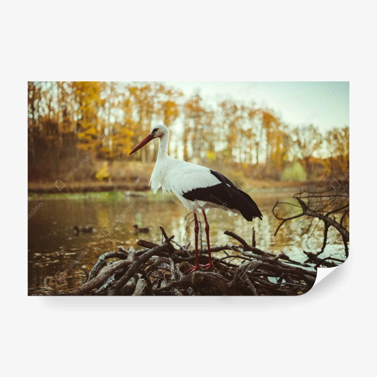 Fotomural cigüeña en el lago otoñal – Pixers® Fotomural cigüeña en el lago otoñal – Pixers®