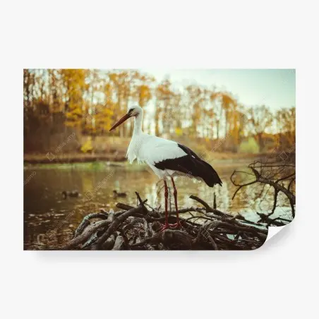 Fotomural cigüeña en el lago otoñal – Pixers®