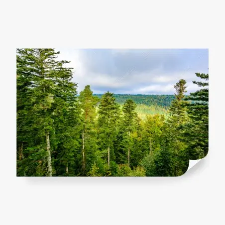 Fotomural vistas otoñales del Bosque Negro – Pixers®