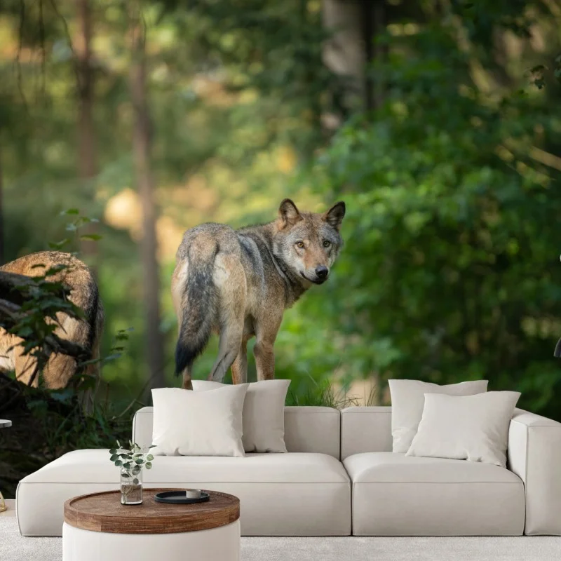 Fotomural lobo en el bosque al amanecer