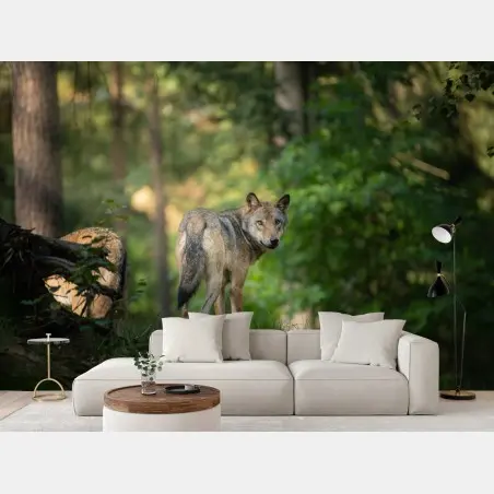 Fotomural lobo en el bosque al amanecer – Pixers®