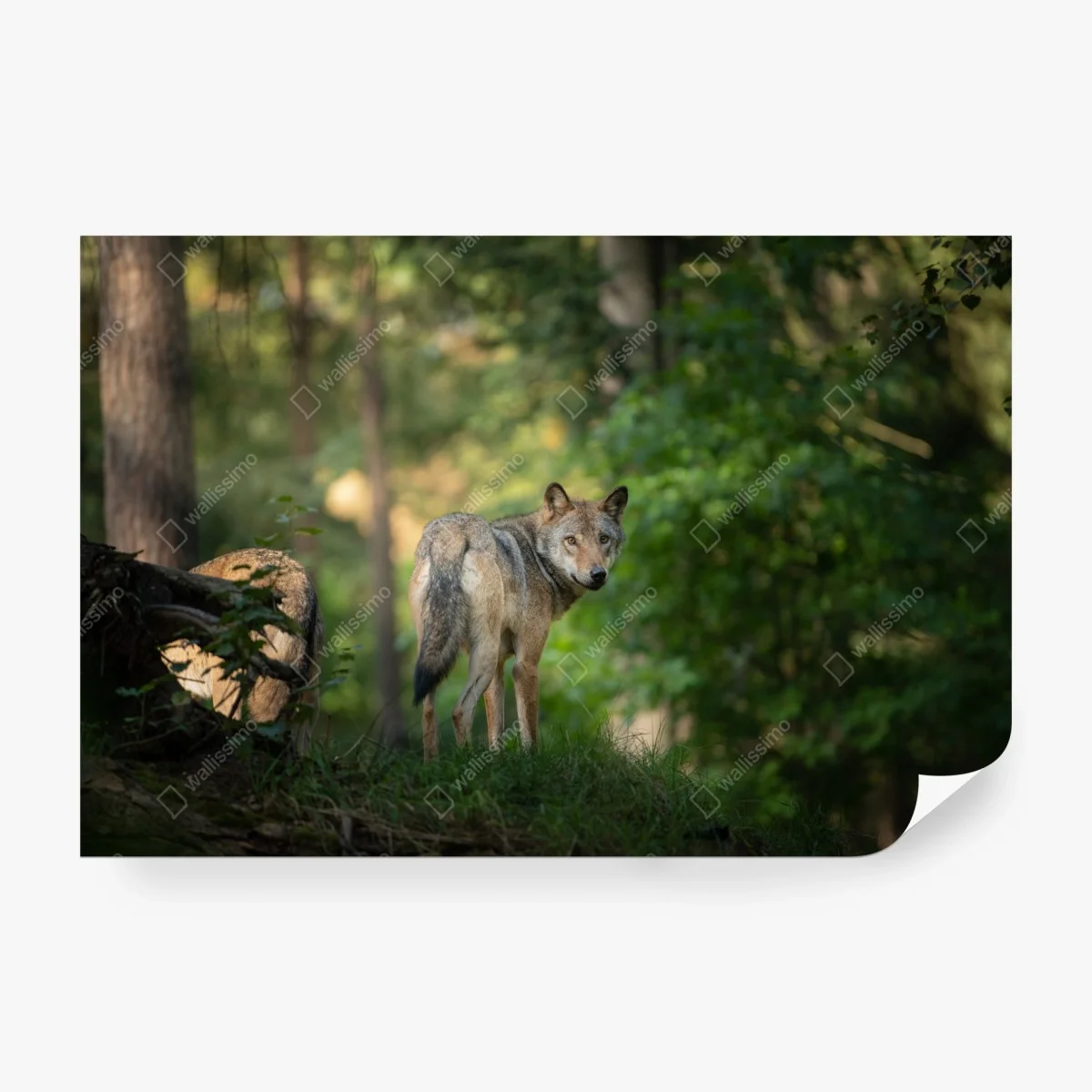 Fotomural lobo en el bosque al amanecer – Pixers® Fotomural lobo en el bosque al amanecer – Pixers®